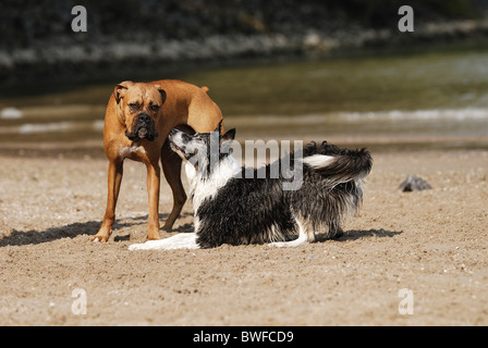 Hunde spielen Stockfoto