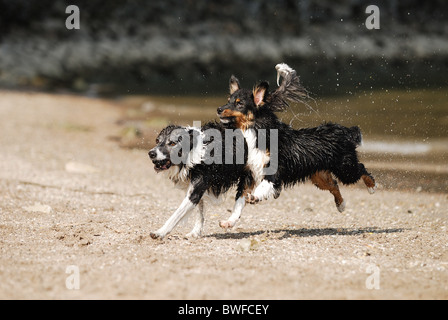 Hunde spielen Stockfoto