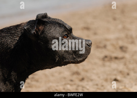 Amerikanischer Staffordshire-Terrier Portrait Stockfoto