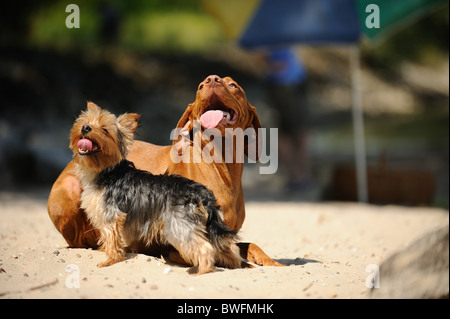 kurzhaarigen Magyar Vizsla und Yorkshire-Terrier Stockfoto