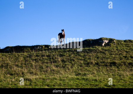 Junge Neugierige Pferd auf Ridge im Königreich Northumbria Stockfoto