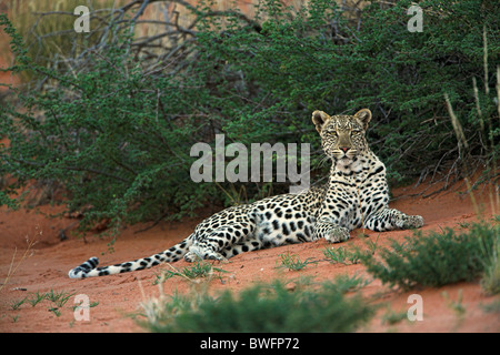 Kalahari Leopard auf Düne im roten Sand liegend, Kgalagadi Transfrontier Park, Südafrika, Botsuana, Friedenspark Stockfoto