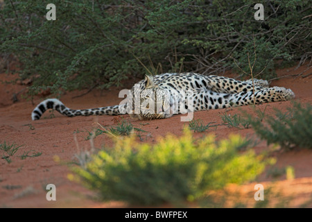 Kalahari Leopard auf Düne im roten Sand liegend, Kgalagadi Transfrontier Park, Südafrika, Botsuana, Friedenspark Stockfoto