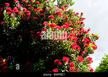 Farewell, Farewell Spit, Pohutukawa Büsche spucken, Naturschutzgebiet, Cape Farewell, Spitze der Südinsel Neuseeland Stockfoto