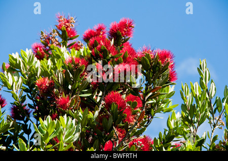 Farewell, Farewell Spit, Pohutukawa Büsche spucken, Naturschutzgebiet, Cape Farewell, Spitze der Südinsel Neuseeland Stockfoto