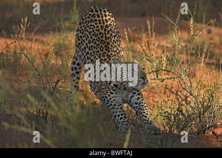 Kalahari Leopard Dehnung auf rotem Sand Düne Kgalagadi Transfrontier Park, Südafrika, Botsuana, Friedenspark Stockfoto