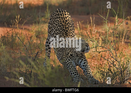 Zwei Leoparden der Kalahari auf Düne in roten Kalahari sand, Kgalagadi Transfrontier Park, Südafrika, Botsuana, Friedenspark Stockfoto