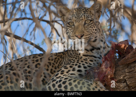 Kalahari-Leopard mit Beute in Akazie, Kgalagadi Transfrontier Park, Südafrika, Botsuana, Friedenspark Stockfoto