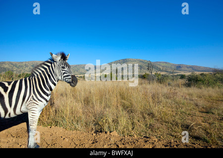 Zebra in offene Ebene, Pilansberg National Park, Südafrika Stockfoto