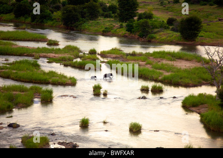 Elefant (Loxodonta Africana) überqueren Olifants River, Kruger National Park, Provinz Mpumalanga, Südafrika Stockfoto