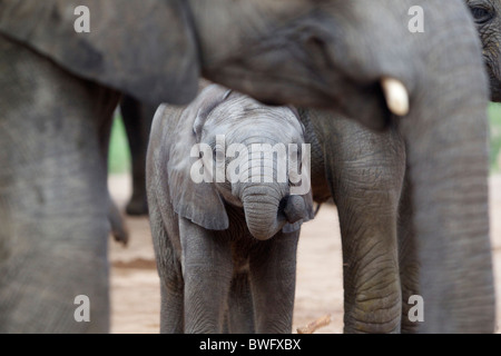 Mutter mit Baby-Elefant (Loxodonta Africana), Krüger-Nationalpark, Provinz Mpumalanga, Südafrika Stockfoto