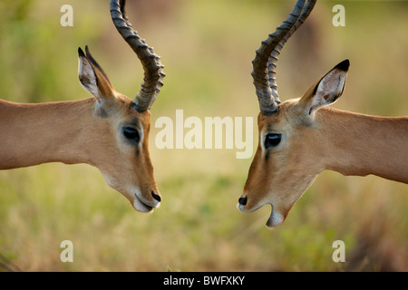 Imapla (Aepyceros Melampus) wollen kämpfen, Kruger National Park, Provinz Mpumalanga, Südafrika Stockfoto