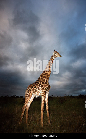 Giraffe (Giraffa Plancius) in dramatische Licht, Kruger National Park, Provinz Mpumalanga, Südafrika Stockfoto