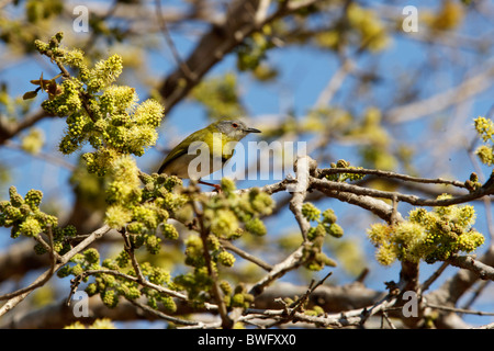 Einem niedrigen Winkel Ansicht eine gelbe-Breasted Apalis, Hluhluwe-Imfolozi Park, Kwazulu-Natal, Südafrika Stockfoto