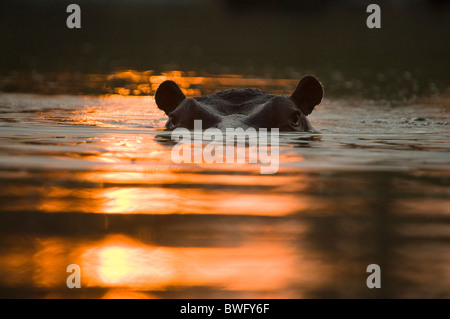 Ein Nilpferd Hippopotamus amphibische blickt über Wasserlinie wie am frühen Morgen Glühen Sonnenaufgang Wasser in Timbavati Limpopo berührt Stockfoto