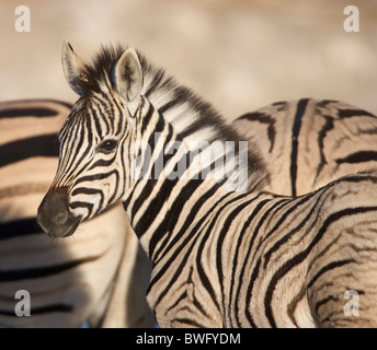 Burchell Zebra (Equus Quagga Burchellii) Fohlen mit Erwachsenen im Hintergrund, Namibia Stockfoto