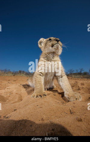 Lion Cub (Panthera Leo) sitzen auf Sand, Namibia Stockfoto