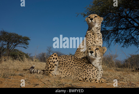 Zwei Geparden (Acinonyx Jubatus) sitzen auf Boden, Namibia Stockfoto