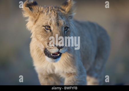 Porträt von Lion Cub (Panthera Leo), Namibia Stockfoto