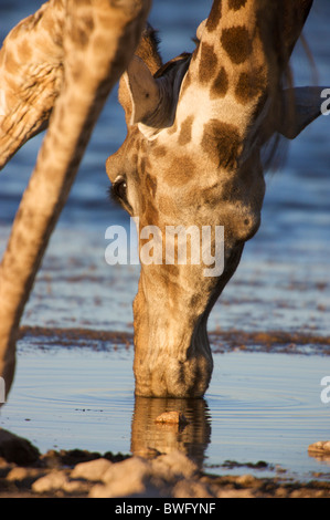 Giraffe (Giraffa Plancius) Trinkwasser am Wasserloch, Etosha Nationalpark, Namibia Stockfoto