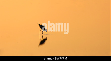 Silhouette der Stelzenläufer (Himantopus Himantopus) orange Hintergrund, Namib-Wüste, Namibia Stockfoto