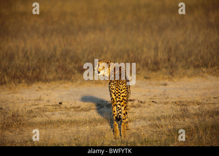 Ein Gepard, Krüger Nationalpark, Südafrika Stockfoto