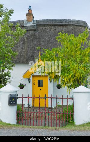 Bunten traditionellen Reetdachhaus von Kalkmörtel und bleichte mit Goldregen Baum in Rosslare, Süd-Ost-Irland Stockfoto