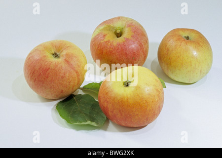 Heimischen Apfel (Malus Domestica), Sorte: Berlepsch, reife Äpfel, Studio Bild. Stockfoto