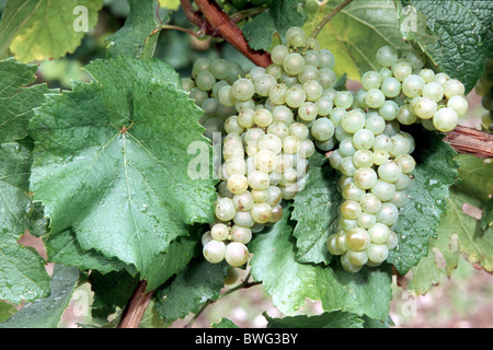 Weinrebe (Vitis Vinifera), Sorte Chardonnay Rebe mit Trauben. Stockfoto