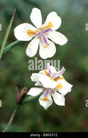 Afrikanische Iris Cape Iris, zwei Wochen Lily Morea Iris, Wild Iris (Dietes Iridioides), Blumen. Stockfoto