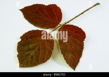 Brombeere, Brombeere (Rubus Fruticosus), Herbst Blatt, Studio Bild. Stockfoto