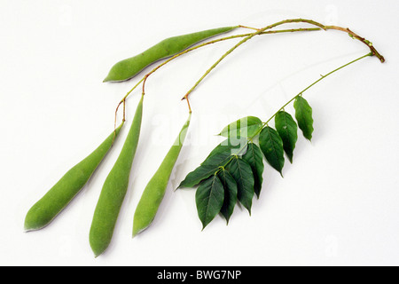 Chinesische Wisteria (Wisteria Sinensis), Schoten und Blätter, Studio Bild. Stockfoto