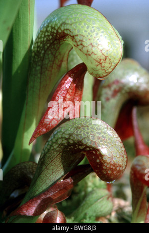 California Pitcher Plant, Cobra Lily, Cobra-Anlage (Darlingtonia Californica), fleischfressende Pflanze, Blätter. Stockfoto