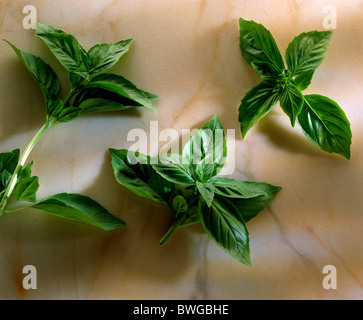 Basilikum, frische Kräuter Stockfoto