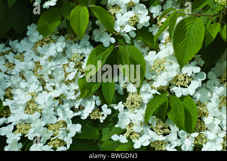 Weiße Lacecap-Hortensien in einem Garten in County Cork, Irland Stockfoto