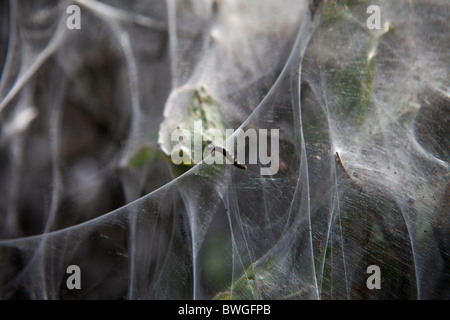 Larvenstadium Zelt Moth, östlichen Zelt Raupen machen Zelt aus Seide auf Host Hecke in County Cork, Irland Stockfoto