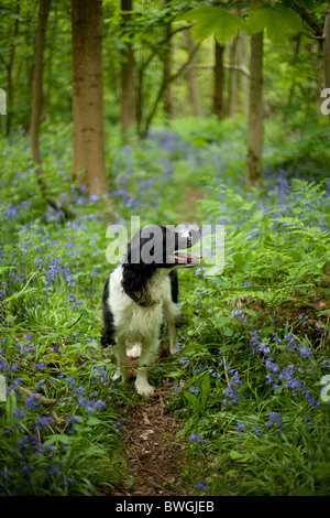 English Springer Spaniel in Bluebell Woods in stanmer Park, Brighton, East Sussex Stockfoto