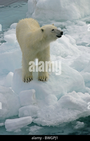 Subadulte männliche Eisbären [Ursus Maritimus] stehend auf Eisscholle in Spitzbergen, Svalbard, Arktis Norwegen Stockfoto