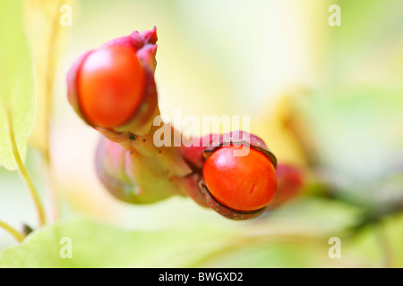 Fruchthülsen im Herbst mit Spinnennetz und Spinne - Fine Art Fotografie Jane Ann Butler Fotografie JABP946 Stockfoto