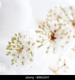 Fruchtung japanische Aralia im Winterschnee - Fine Art-Fotografie, Jane Ann Butler Fotografie JABP949 RIGHTS MANAGED Stockfoto