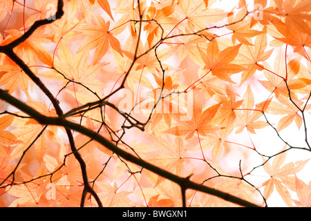 schönen Ahorn Baldachin im Herbst kurz vor dem Mauerfall - Fine Art-Fotografie, Jane Ann Butler Fotografie JABP948 RIGHTS MANAGED Stockfoto