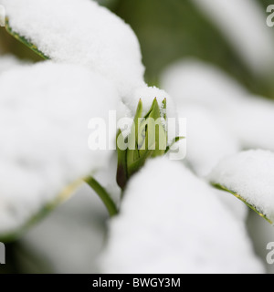 schneebedeckte Acuba Japonica Knospe - Fine Art-Fotografie, Jane Ann Butler Fotografie JABP954 RIGHTS MANAGED Stockfoto