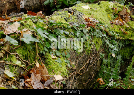 Efeu und Moos auf tot Eichenklotz. Stockfoto