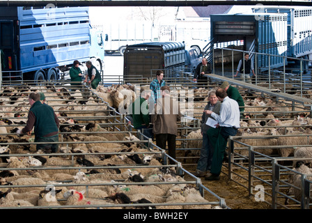 Bauern beteiligt Diskussionen in Melton Mowbray Vieh Markt, Leicestershire, England, UK Stockfoto