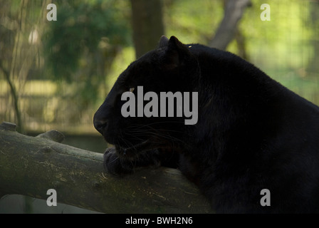 Melanistische oder Black Leopard eine genetische Mutation verursacht durch die erhöhte Menge an Melanin in den Genen Stockfoto