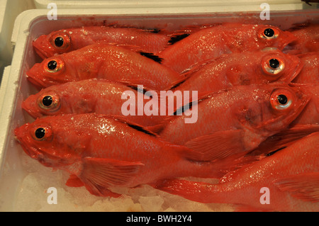 frische Fische, Fisch Markt, Ginza, Tokio, Japan Stockfoto