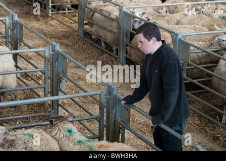 Junglandwirt Blick auf Schafe in einen Stift in Melton Mowbray Vieh Markt, Leicestershire, England, UK. Stockfoto