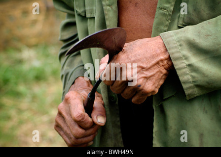 Eine Reis-Außendienst trägt eine kleine Sichel, Reis ernten verwendet. Die Sichel ist eine ultimative Wahl Handwerkzeug für die Ernte. Stockfoto
