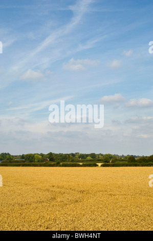 Vertikale Weitwinkelaufnahme über ein Feld voller goldener Weizen an einem sonnigen Sommertag. Stockfoto