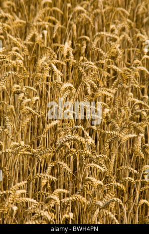Vertikale Nahaufnahme über ein Feld voller goldener Weizen an einem sonnigen Sommertag. Stockfoto